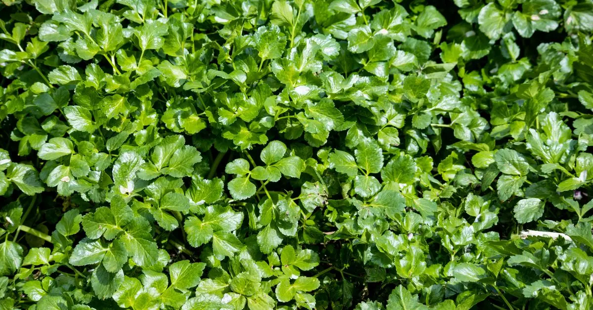 Cómo utilizar plantas de cobertura para mejorar tu jardín