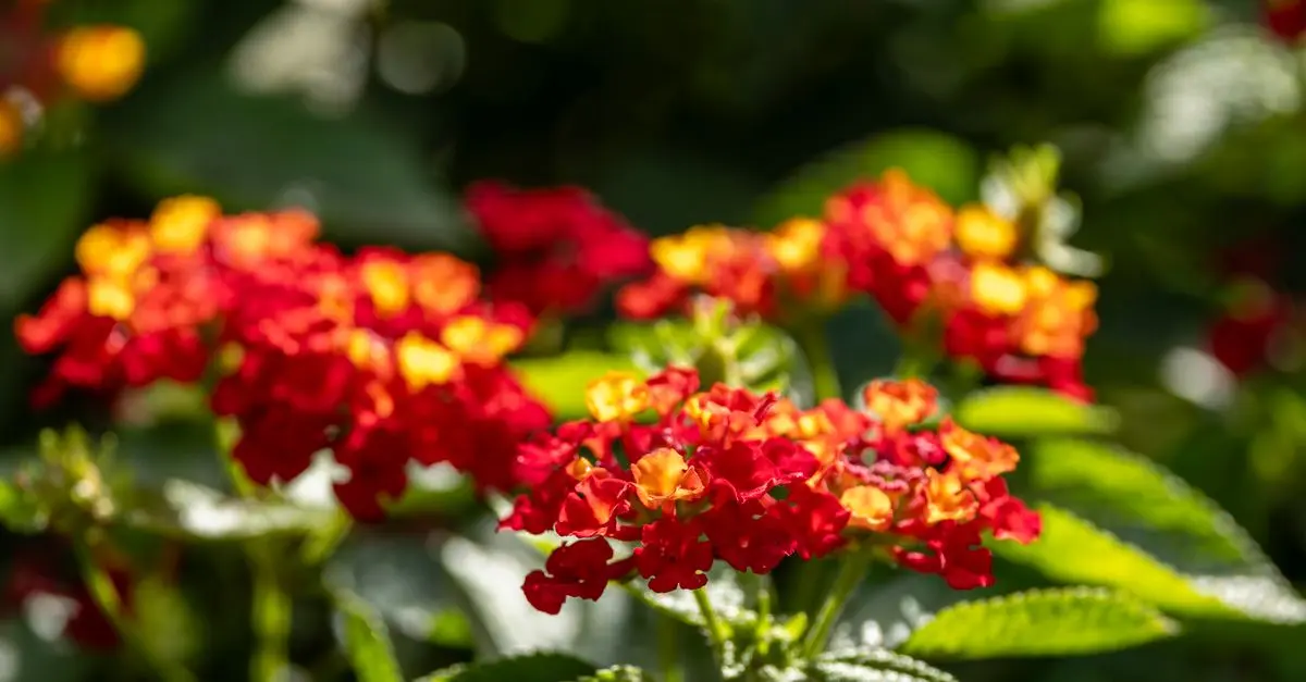 Les Meilleures Plantes pour Créer un Jardin À Fleurs Éblouissant