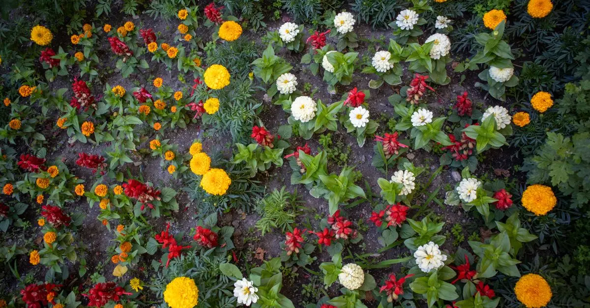 Comment créer un jardin fleuri tout au long de l'année