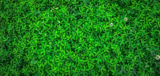 10 Activités Ecologiques à Essayer pour Éveiller l'Esprit Aventureux de Votre Ado