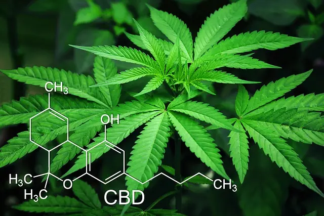 5 erreurs à éviter lors de l'achat de CBD en ligne