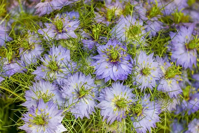 Guide Complet pour Cultiver des Légumes en Équilibre