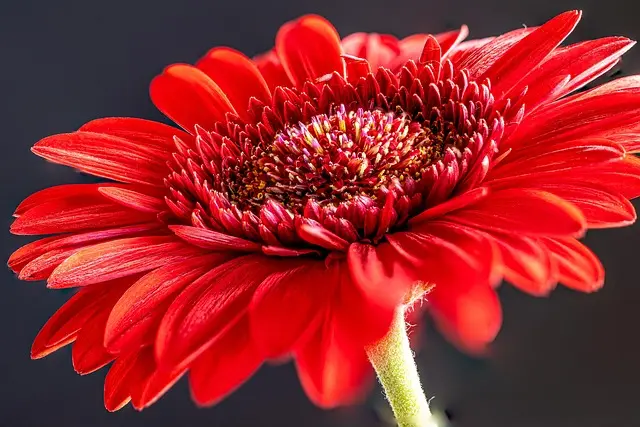 10 Astuces Pour Aider Vos Plantes à Épanouir