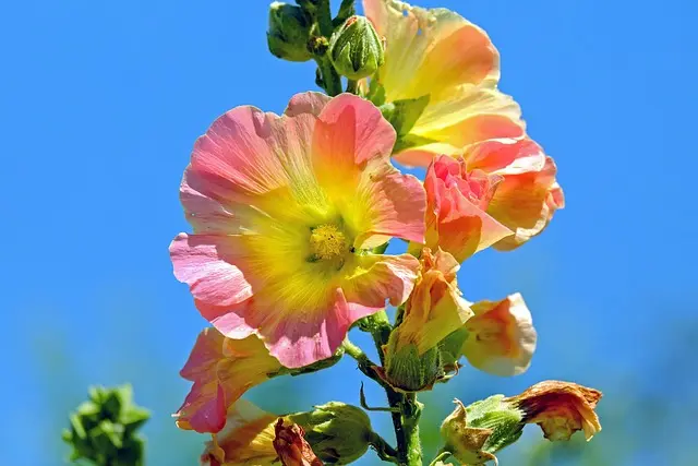 Comment choisir les plantes adaptées à votre jardin