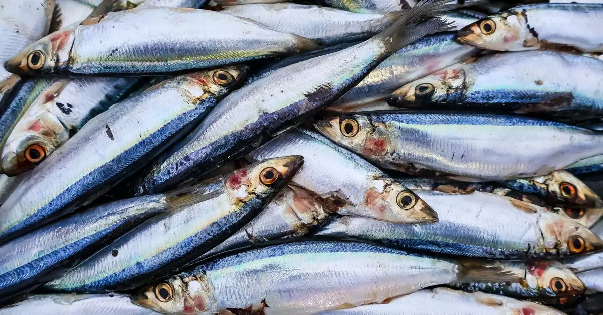 Les Secrets pour Bien Choisir Son Poisson Frais