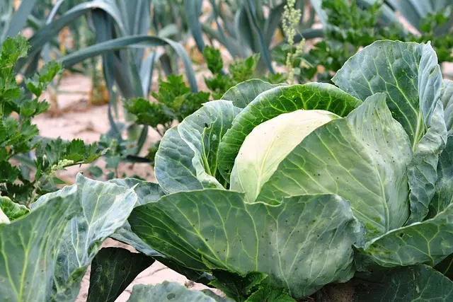 Guide Pratique pour Cultiver des Légumes de A à Z