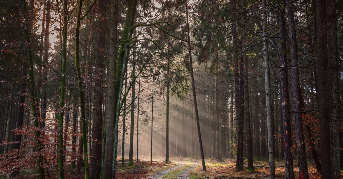 Comment pratiquer la relaxation en pleine nature pour tous