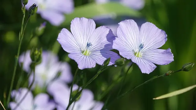 Guide d'achat meilleur équipement de récolte de fleurs