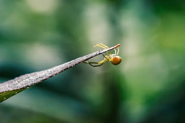 Comment favoriser la biodiversité dans votre jardin