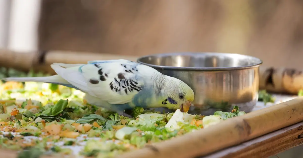10 Aliments Bénéfiques pour le Bien-Être des Animaux Vieux