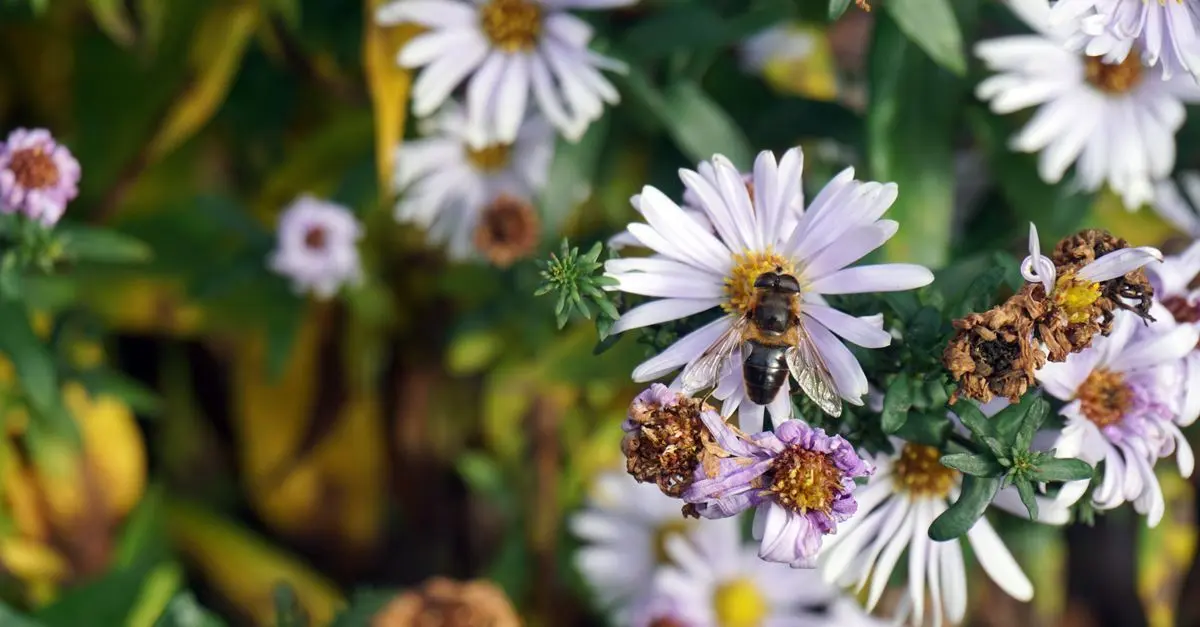 Pourquoi créer un jardin pollinisateur pour la biodiversité