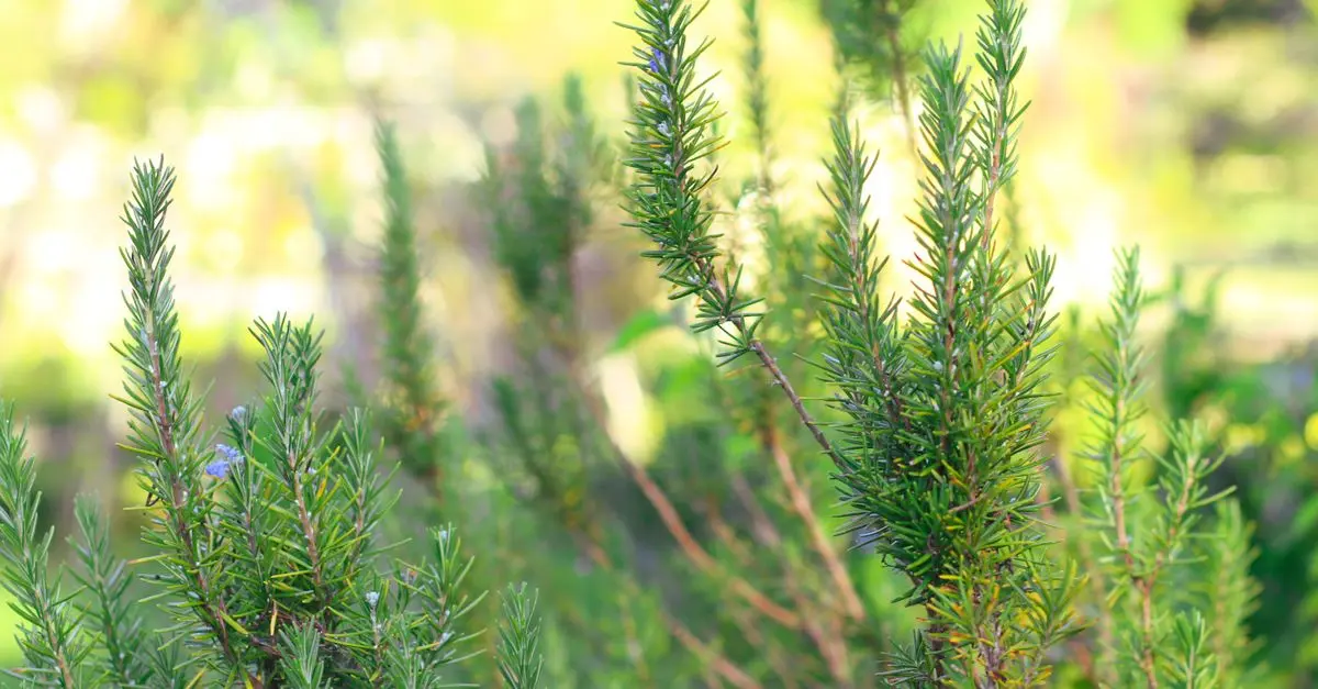 Comment Réussir la Culture de Plantes Aromatiques en Étapes Clés
