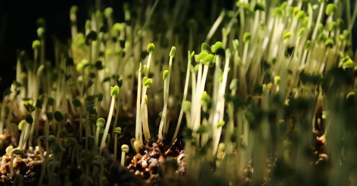 Comment choisir les meilleures semences bio pour votre jardin
