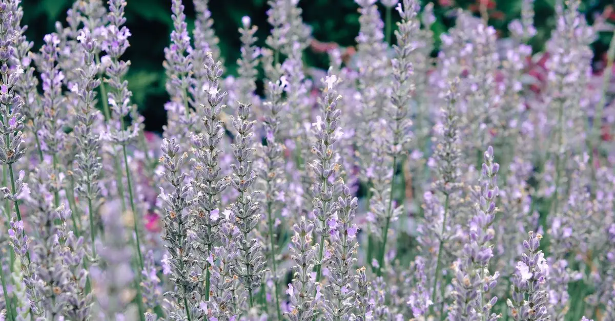 Les Meilleures Plantes Méditerranéennes à Cultiver dans Votre Jardin