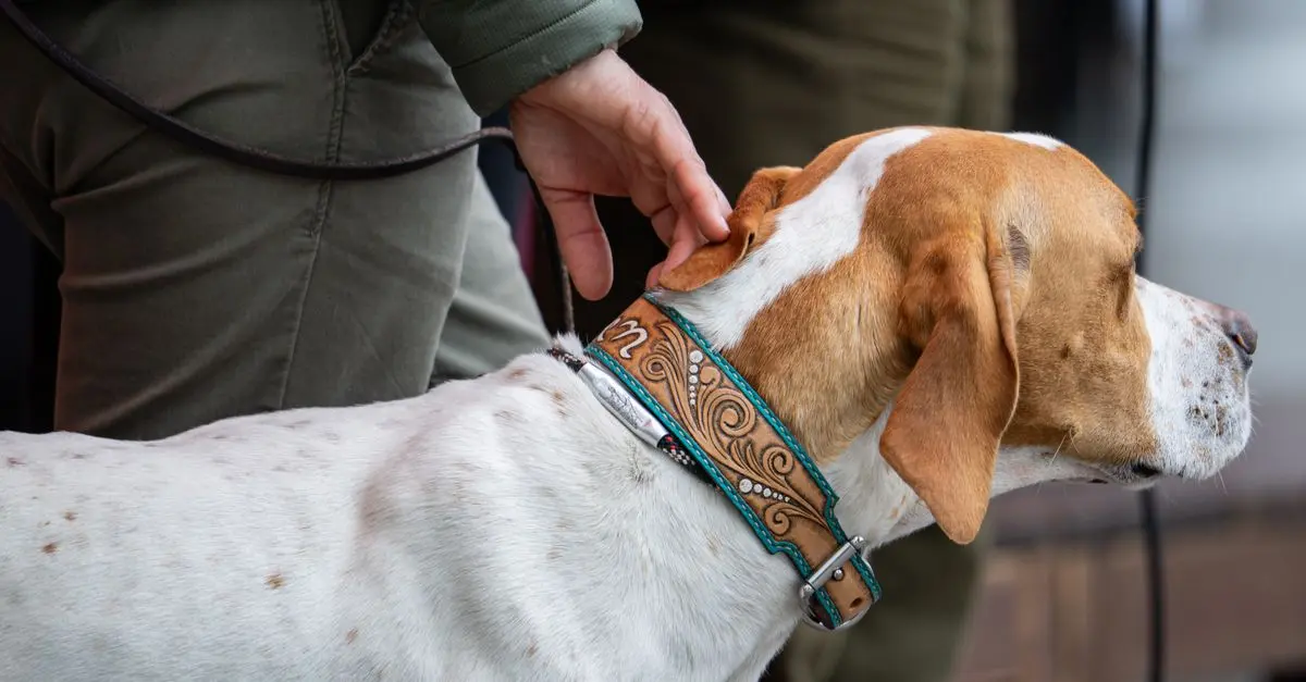Réductions sur les accessoires pour animaux - Guide complet