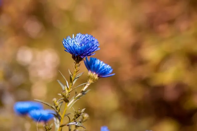 Las mejores plantas para atraer mariposas a tu jardín