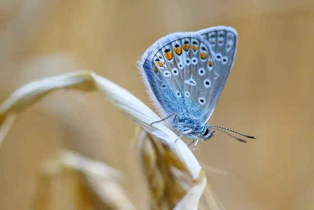 10 remèdes naturels pour apaiser les maux courants