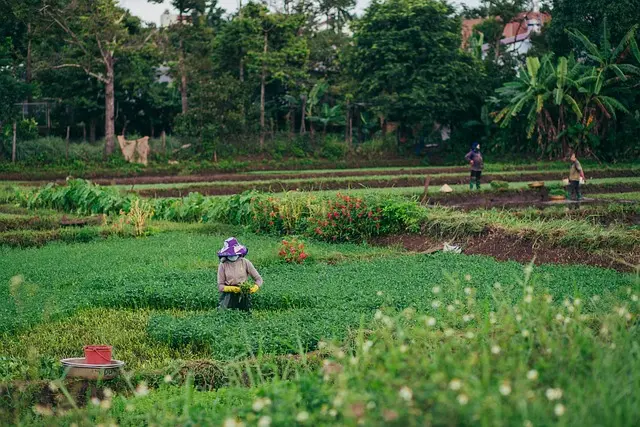 Les méthodes d'irrigation traditionnelles : avantages et inconvénients