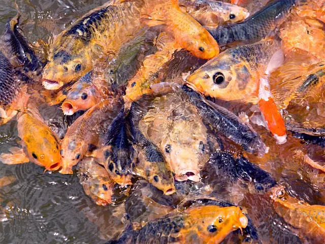 Les poissons d'eau douce les plus fascinants à connaître
