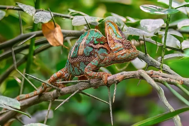 Understanding the Unique Needs of Exotic Pets
