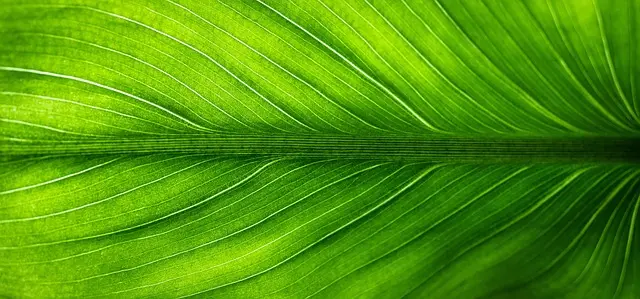 Les avantages d'organiser des événements écoresponsables