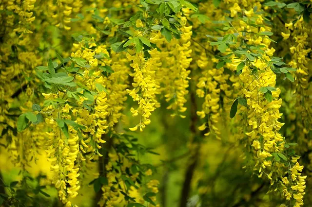 Comment Maximiser le Rendement de Votre Jardin Potager