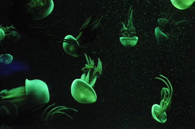 The Ultimate Guide to Top Aquarium Products