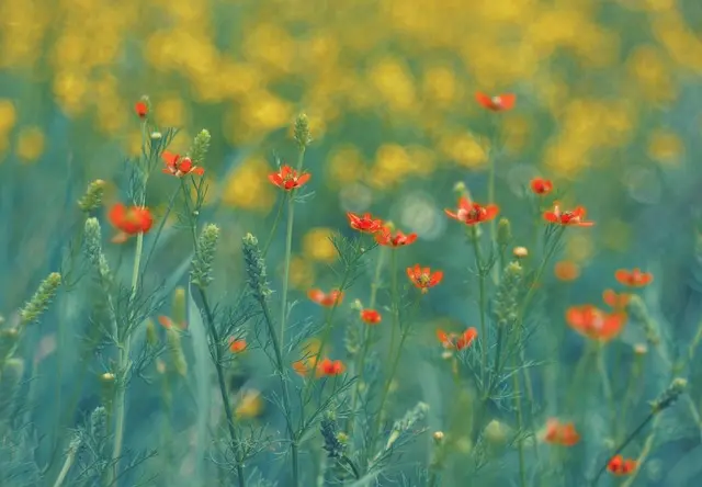 Come Scegliere le Piante Perfette per il Tuo Giardino