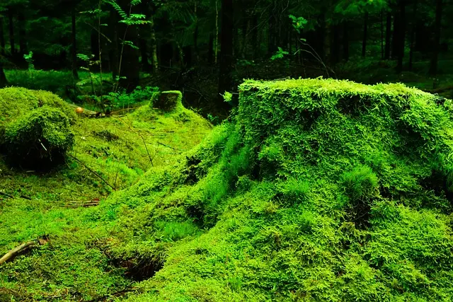 Tout savoir sur les écosystèmes forestiers et leur importance