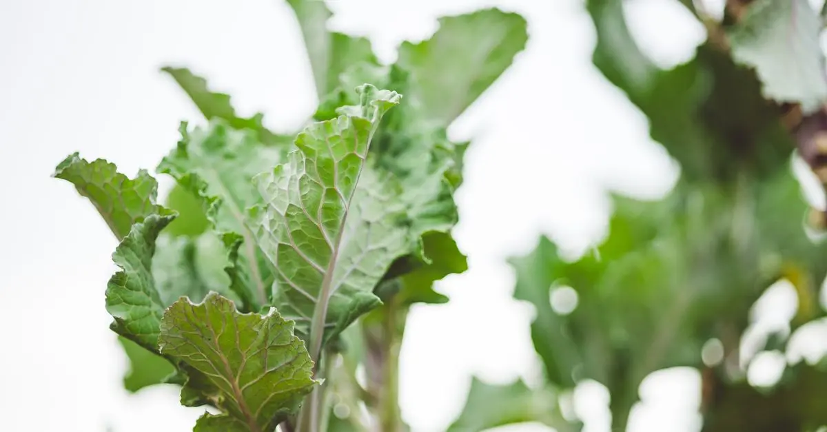 Tout Savoir sur la Culture des Légumes d'Hiver