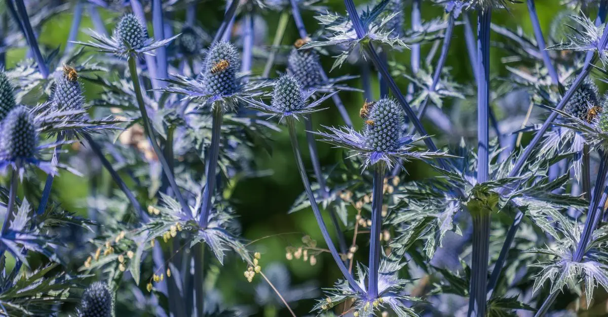 Comment favoriser les abeilles dans votre jardin naturellement