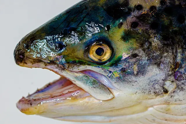 Les 10 types de poissons frais à connaître absolument
