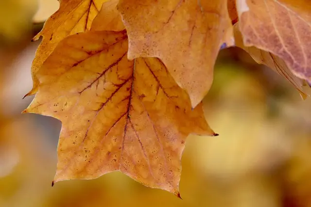 Les Meilleurs Produits à Acheter durant les Soldes Automne
