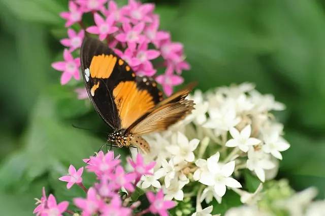 Les plantes essentielles pour attirer les pollinisateurs