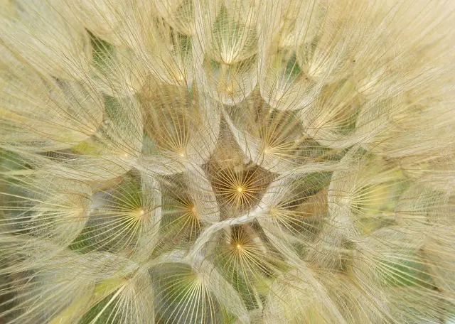 Guide d'achat : Créer un jardin floral luxuriant