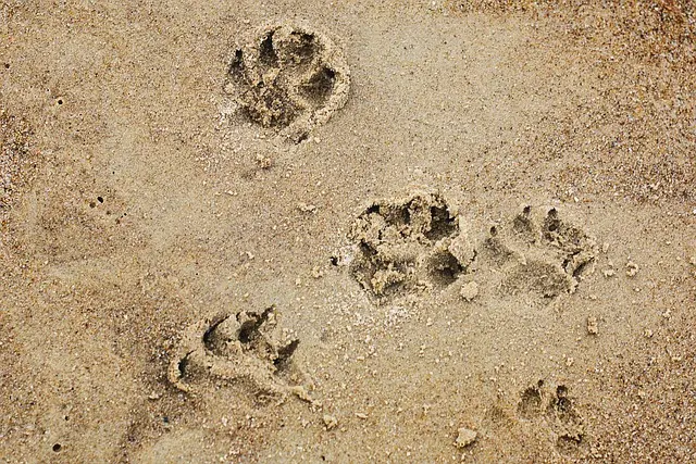 Cómo viajar con mascotas en destinos accesibles