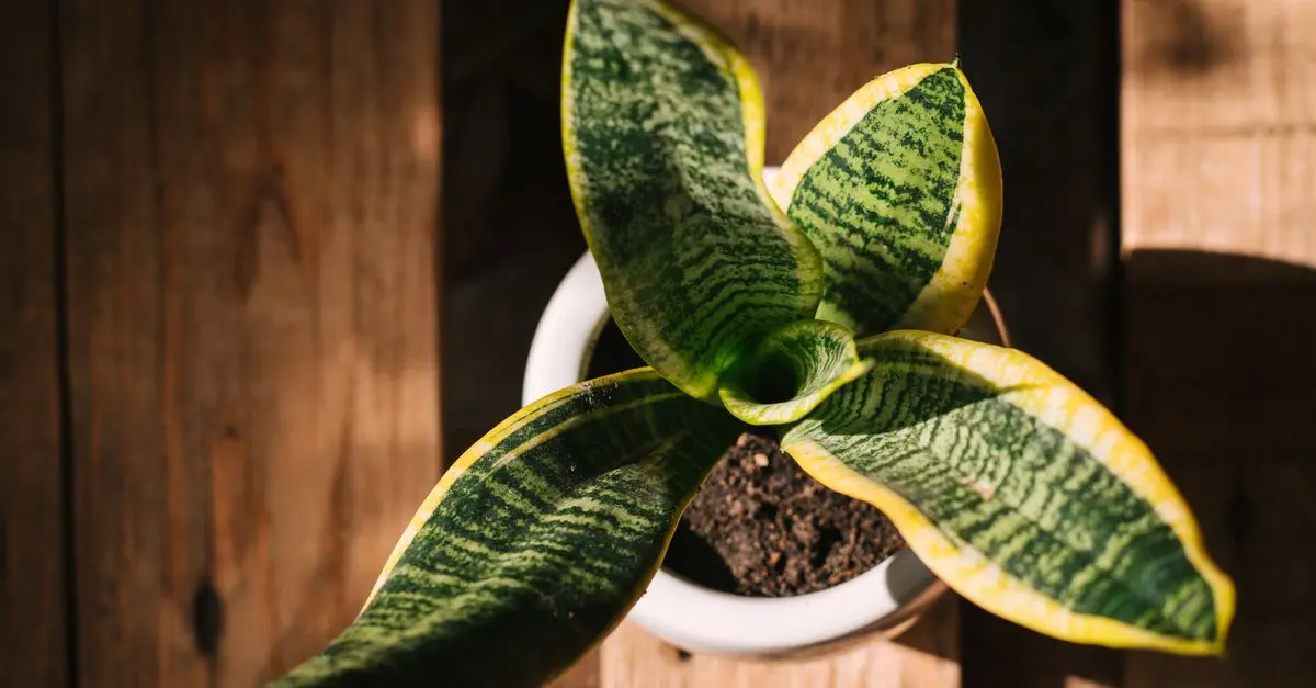 Les meilleures plantes à avoir chez soi pour purifier l'air