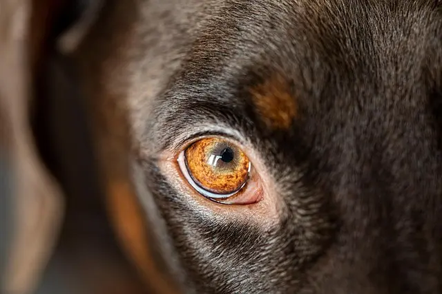 Raw Diet vs. Kibble: Which is Best for Your Dog?