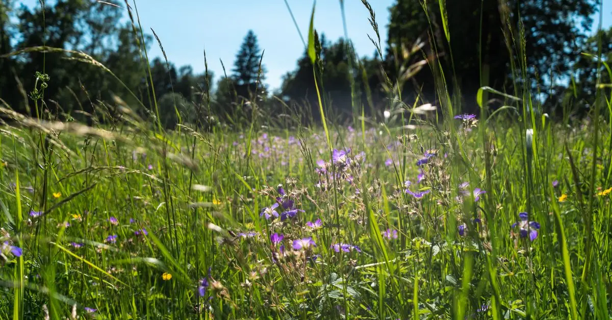 Comment Créer un Jardin Écologique au Quotidien