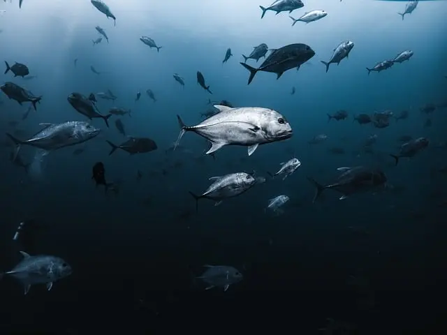 Les poissons des lacs : biodiversité et adaptations fascinantes
