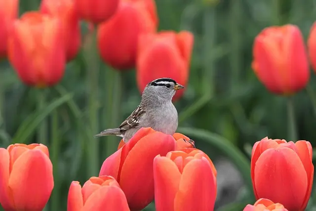 Comment choisir des fournitures agricoles pour un printemps réussi