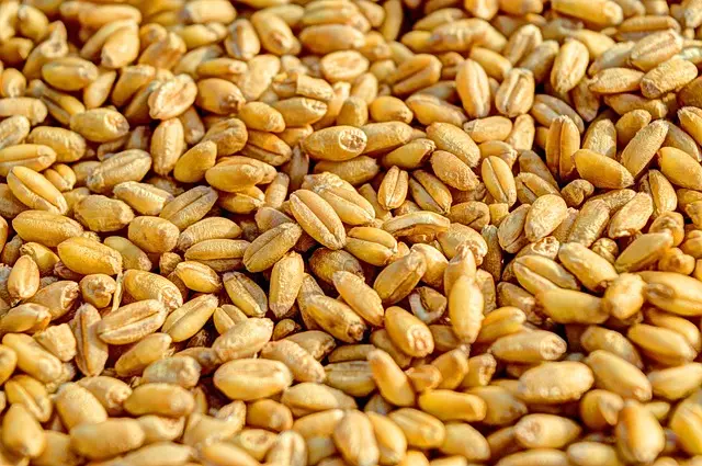 Les avantages des semences adaptées pour vos cultures