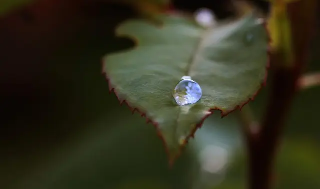 Les meilleures pratiques pour créer un jardin favorable à la biodiversité