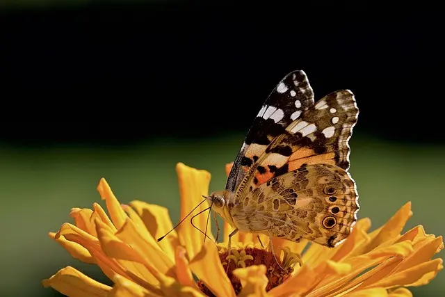Come Coltivare Piante per Attrare Farfalle nel Tuo Giardino