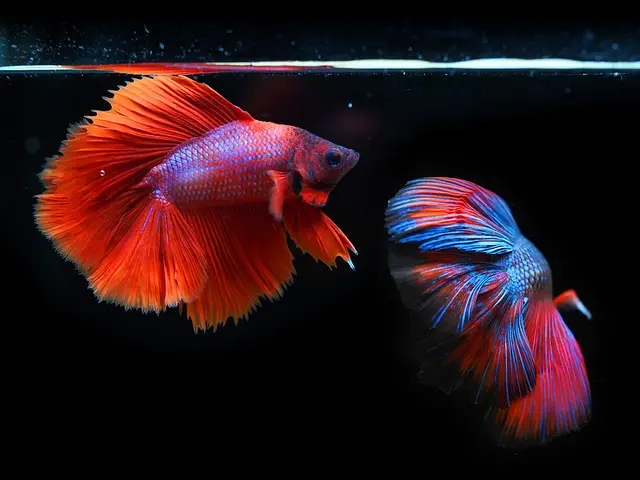 Les Poissons d'Eau Douce les Plus Étonnants à Découvrir