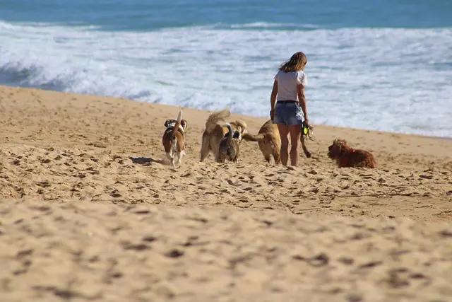 Top 10 Benefits of Adopting a Rescue Pet
