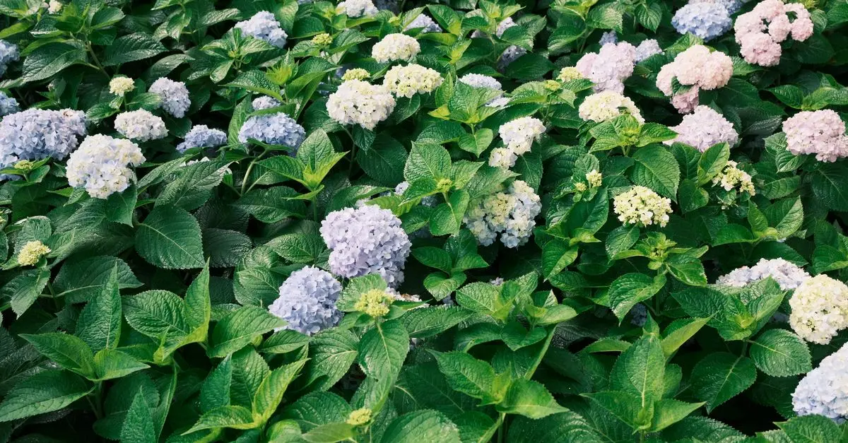 Les Plantes Vivaces Indispensables pour votre Jardin