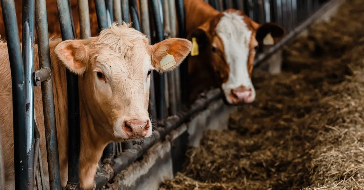 Understanding the Importance of Animal Welfare for Pets