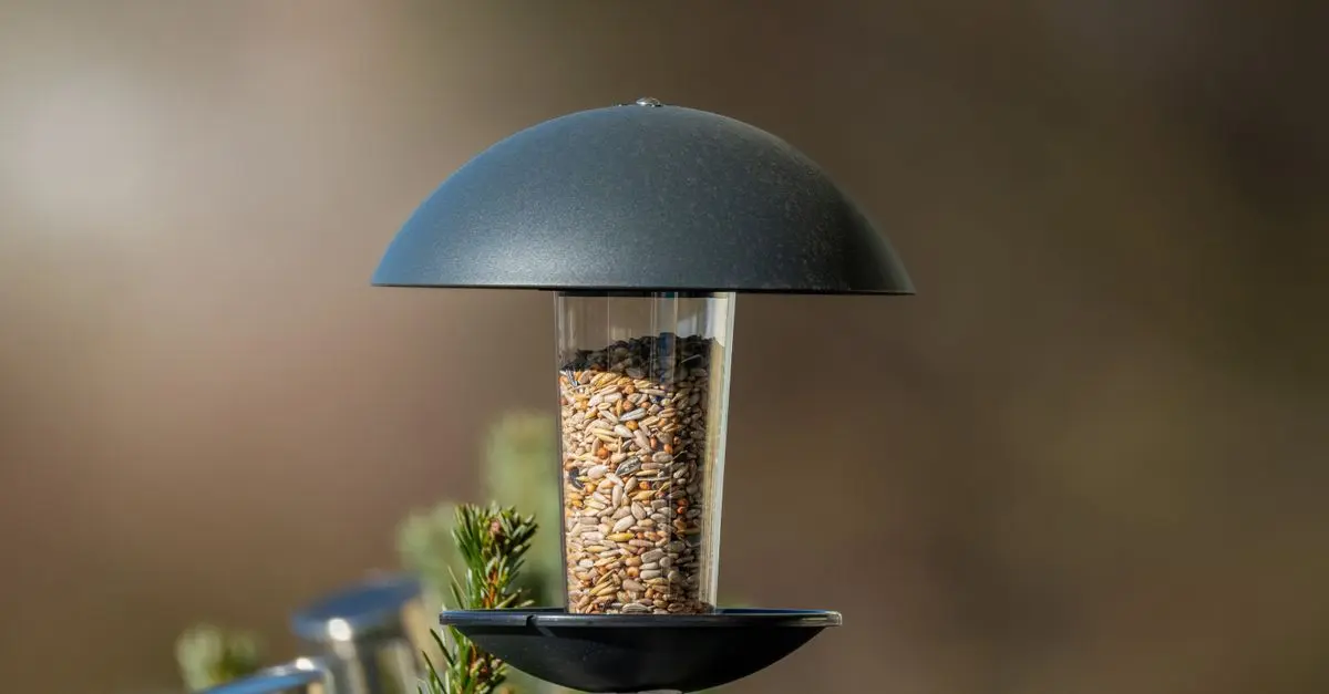 Comment créer un habitat parfait pour les oiseaux dans votre jardin