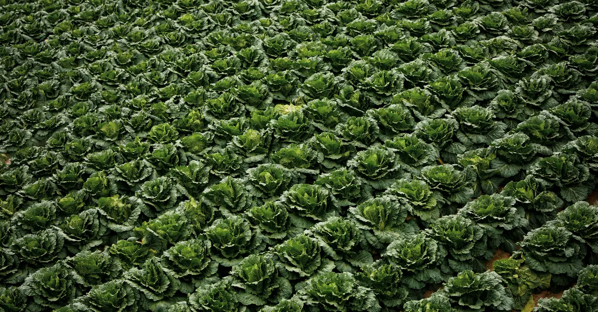 Guide d'achat : Légumes à cultiver sous serre